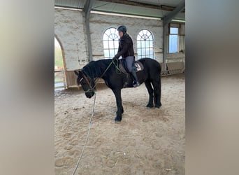 Friesen, Stute, 4 Jahre, 168 cm, Rappe
