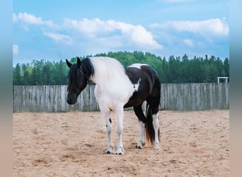 Friesen Mix, Stute, 4 Jahre, 173 cm