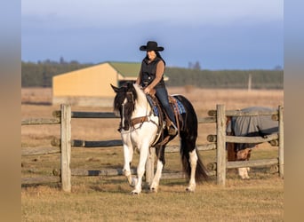 Friesen Mix, Stute, 4 Jahre, 173 cm