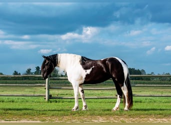 Friesen Mix, Stute, 4 Jahre, 173 cm