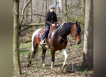 Friesen, Stute, 4 Jahre