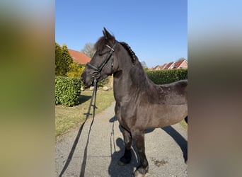 Friesen, Stute, 5 Jahre, 150 cm, Rappe