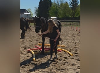 Friesen Mix, Stute, 5 Jahre, 150 cm, Rappe