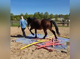 Friesen Mix, Stute, 5 Jahre, 150 cm, Rappe