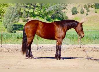 Friesen, Stute, 5 Jahre, 152 cm, Rotbrauner