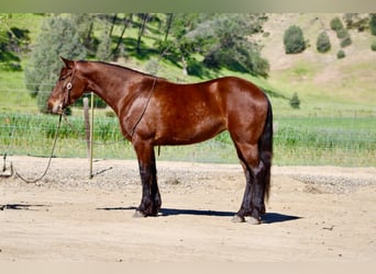 Friesen, Stute, 5 Jahre, 152 cm, Rotbrauner