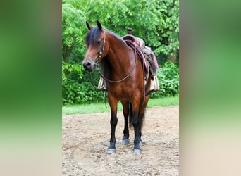Friesen Mix, Stute, 5 Jahre, 152 cm, Rotbrauner