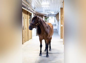 Friesen Mix, Stute, 5 Jahre, 152 cm, Rotbrauner