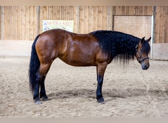 Friesen Mix, Stute, 5 Jahre, 152 cm, Rotbrauner