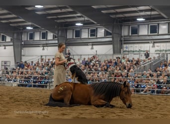 Friesen Mix, Stute, 5 Jahre, 152 cm, Rotbrauner