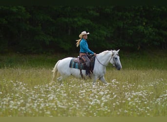 Friesen Mix, Stute, 5 Jahre, 155 cm, Schimmel