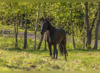 Friesen Mix, Stute, 5 Jahre, 156 cm, Rappe