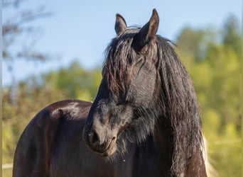 Friesen Mix, Stute, 5 Jahre, 156 cm, Rappe