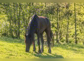 Friesen Mix, Stute, 5 Jahre, 156 cm, Rappe