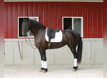 Friesen Mix, Stute, 5 Jahre, 157 cm, Rappe