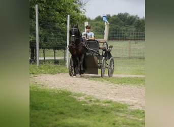 Friesen Mix, Stute, 5 Jahre, 157 cm, Rappe