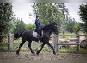 Friesen, Stute, 5 Jahre, 158 cm, Rappe