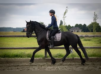 Friesen, Stute, 5 Jahre, 158 cm, Rappe