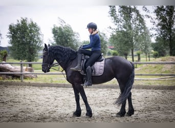 Friesen, Stute, 5 Jahre, 158 cm, Rappe