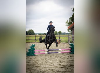 Friesen, Stute, 5 Jahre, 158 cm, Rappe