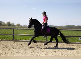 Friesen, Stute, 5 Jahre, 158 cm, Rappe