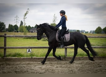 Friesen, Stute, 5 Jahre, 158 cm, Rappe