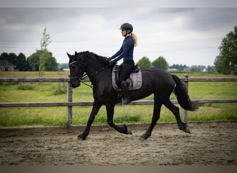 Friesen, Stute, 5 Jahre, 158 cm, Rappe