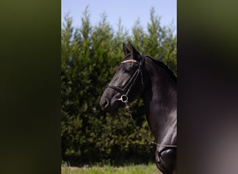 Friesen, Stute, 5 Jahre, 158 cm, Rappe