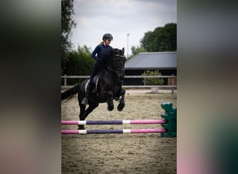 Friesen, Stute, 5 Jahre, 158 cm, Rappe
