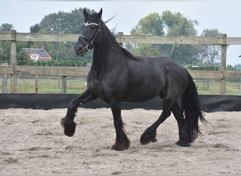 Friesen, Stute, 5 Jahre, 158 cm, Rappe Friesen, Stute, 5 Jahre, 158 cm, Rappe