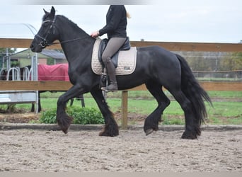 Friesen, Stute, 5 Jahre, 158 cm, Rappe Friesen, Stute, 5 Jahre, 158 cm, Rappe
