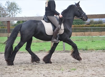 Friesen, Stute, 5 Jahre, 158 cm, Rappe Friesen, Stute, 5 Jahre, 158 cm, Rappe