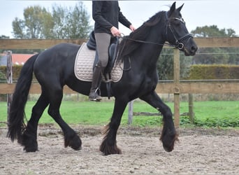 Friesen, Stute, 5 Jahre, 158 cm, Rappe Friesen, Stute, 5 Jahre, 158 cm, Rappe