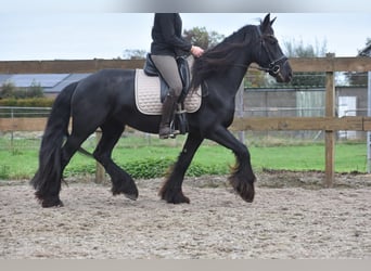 Friesen, Stute, 5 Jahre, 158 cm, Rappe Friesen, Stute, 5 Jahre, 158 cm, Rappe