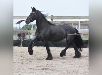 Friesen, Stute, 5 Jahre, 158 cm, Rappe Friesen, Stute, 5 Jahre, 158 cm, Rappe