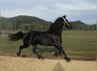 Friesen, Stute, 5 Jahre, 158 cm, Rappe