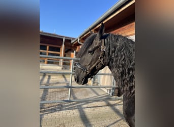 Friesen, Stute, 5 Jahre, 162 cm, Rappe