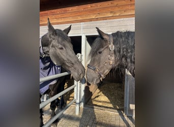 Friesen, Stute, 5 Jahre, 162 cm, Rappe