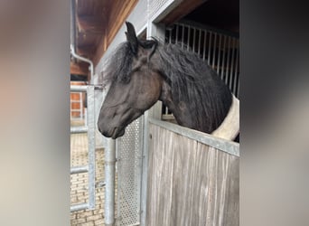 Friesen, Stute, 5 Jahre, 162 cm, Rappe