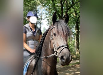 Friesen, Stute, 5 Jahre, 162 cm, Rappe