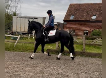Friesen, Stute, 5 Jahre, 163 cm, Rappe