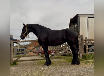 Friesen, Stute, 5 Jahre, 163 cm, Rappe