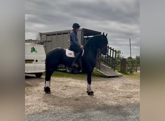Friesen, Stute, 5 Jahre, 163 cm, Rappe