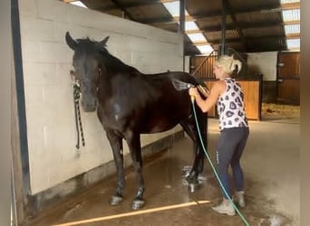 Friesen, Stute, 5 Jahre, 163 cm, Rappe