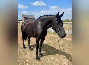 Friesen, Stute, 5 Jahre, 163 cm, Rappe