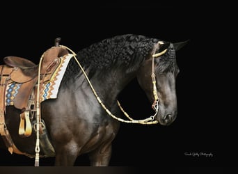 Friesen, Stute, 5 Jahre, 163 cm, Rappe
