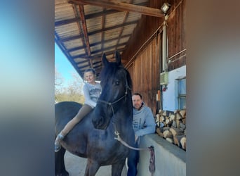 Friesen, Stute, 5 Jahre, 163 cm, Rappe