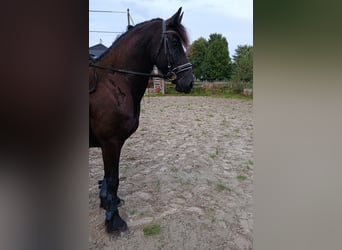 Friesen, Stute, 5 Jahre, 165 cm, Rappe