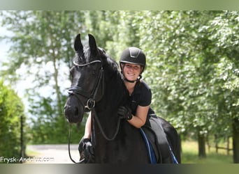 Friesen, Stute, 5 Jahre, 165 cm, Rappe