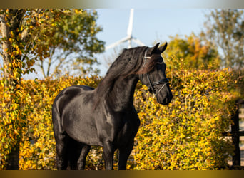 Friesen, Stute, 5 Jahre, 166 cm, Rappe